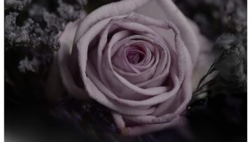 MV5BMTU2ODkzZWUtNzNlOS00YzY1LWJhMWUtOTQ3MjM2N2QzZTJmXkEyXkFqcGc@._V1_